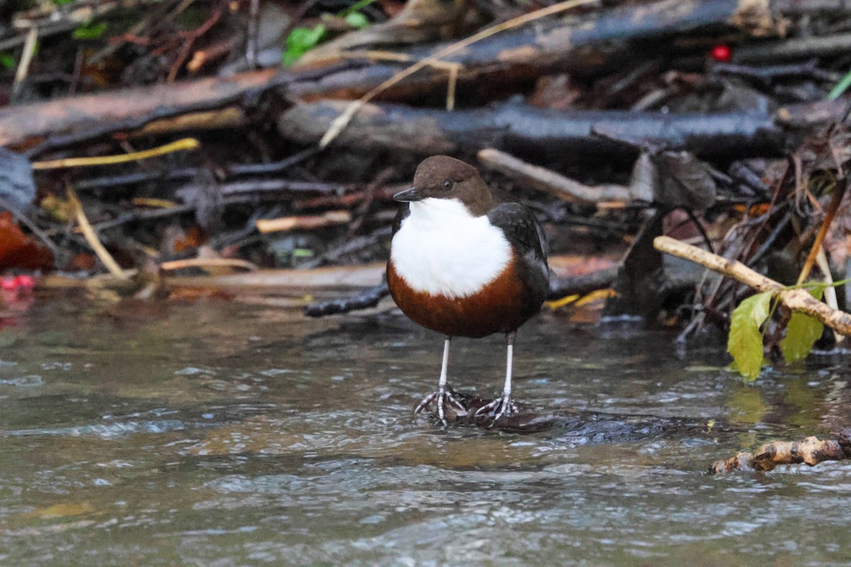 Пронурок біловолий - ML646240600