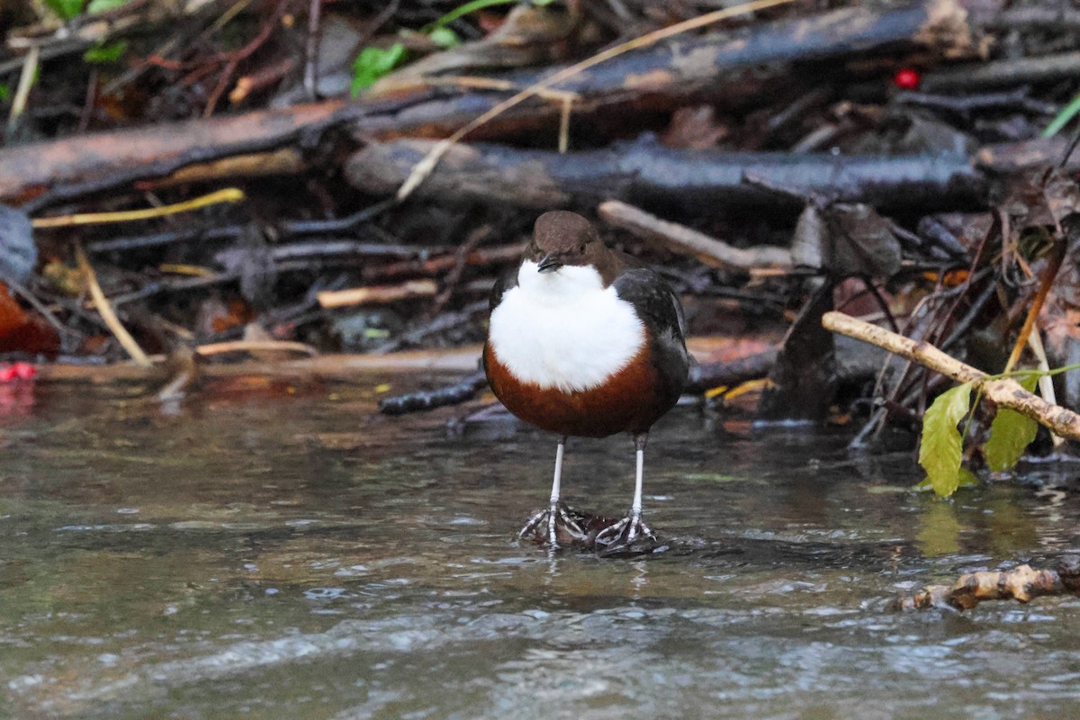Пронурок біловолий - ML646240601