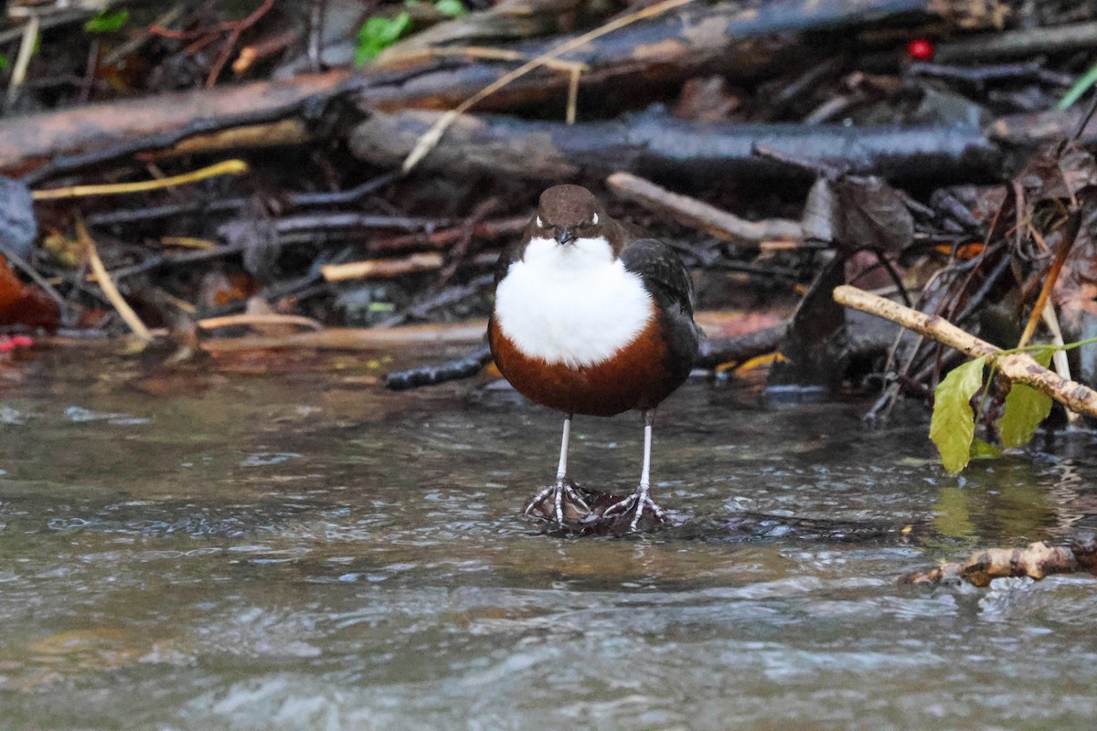 Пронурок біловолий - ML646240602