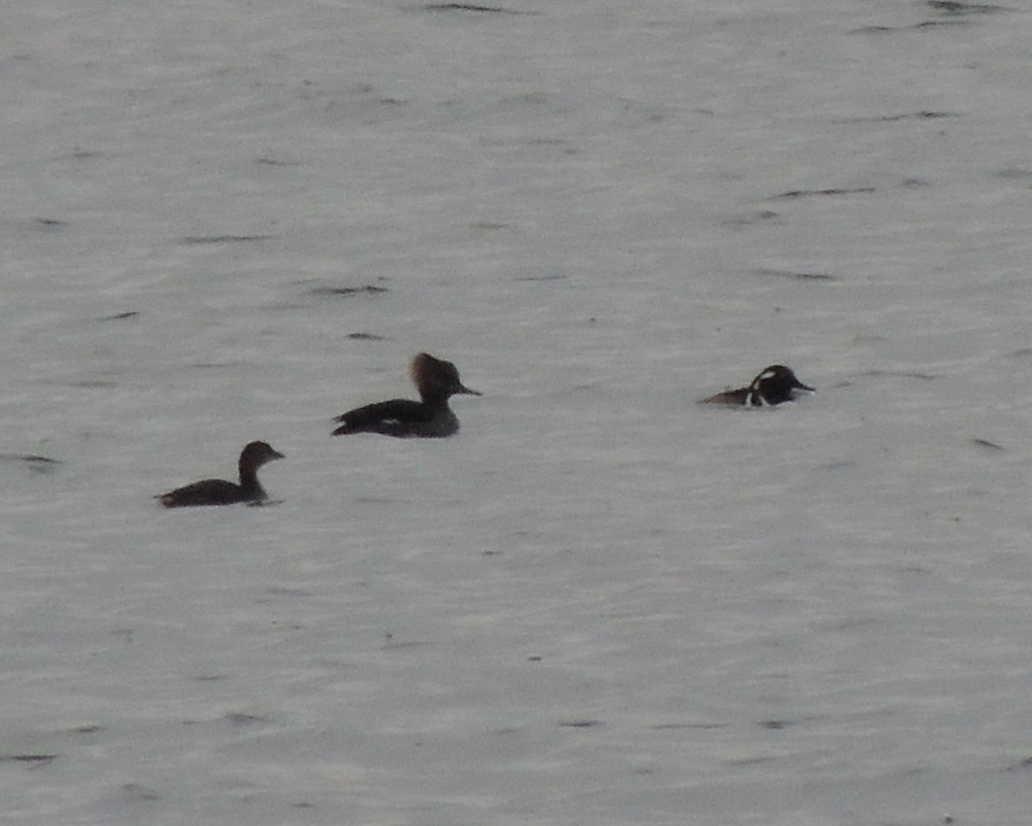 Hooded Merganser - ML646240603