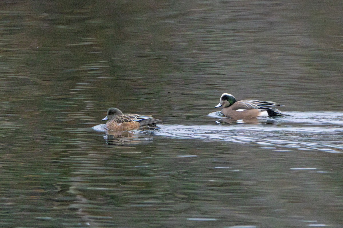 hvízdák americký - ML646240605