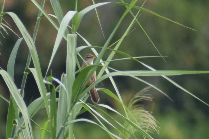 קנית מזרחית - ML646240606