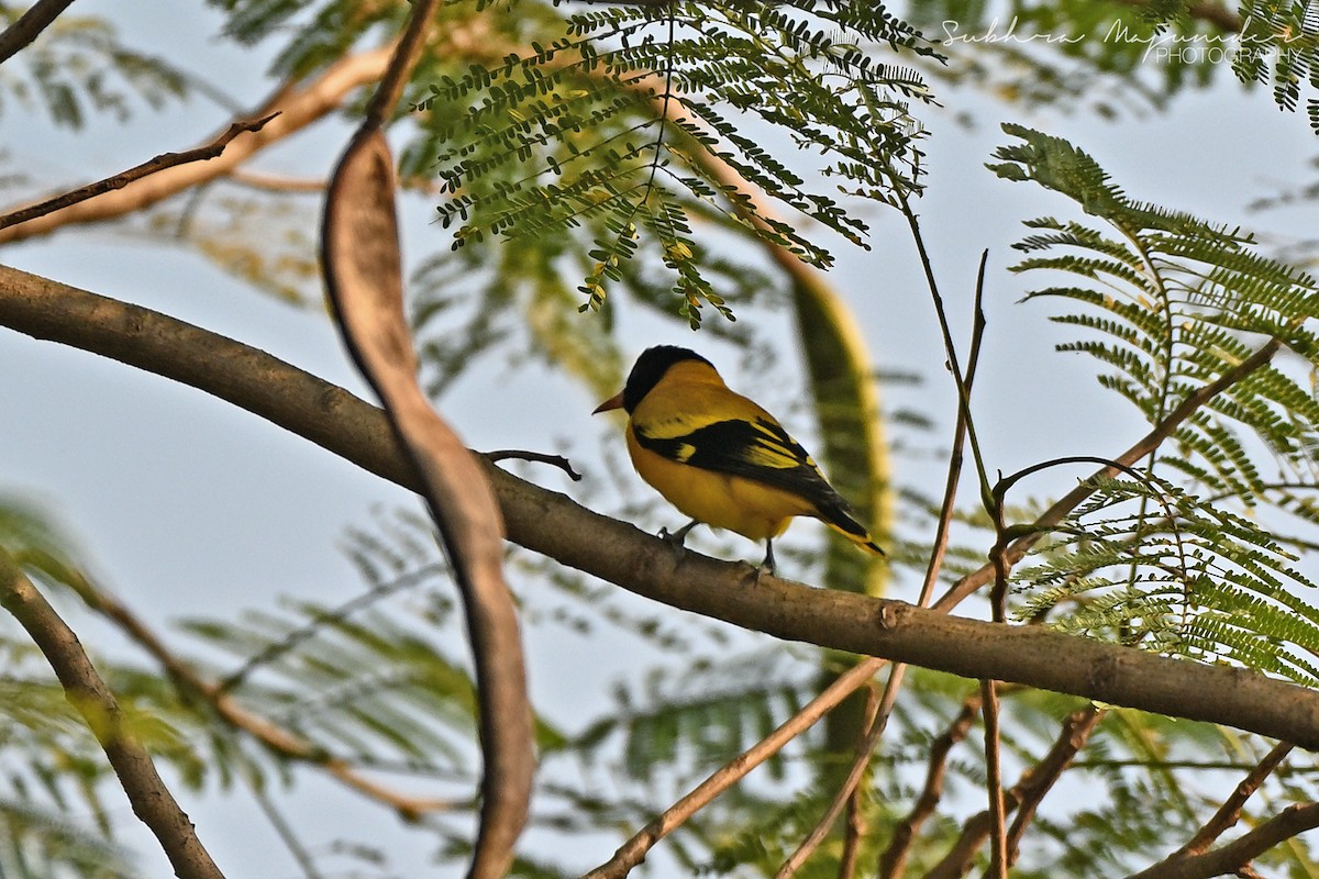 Black-hooded Oriole - ML646240609