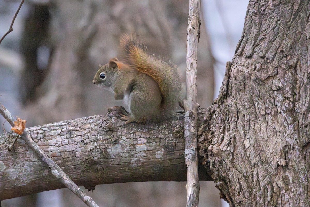 American Red Squirrel - ML646240613