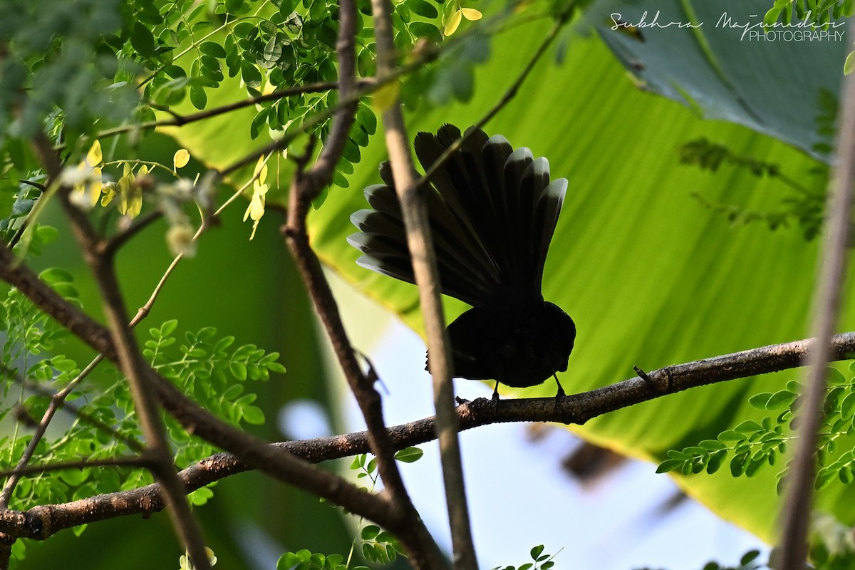 White-throated Fantail - ML646240616