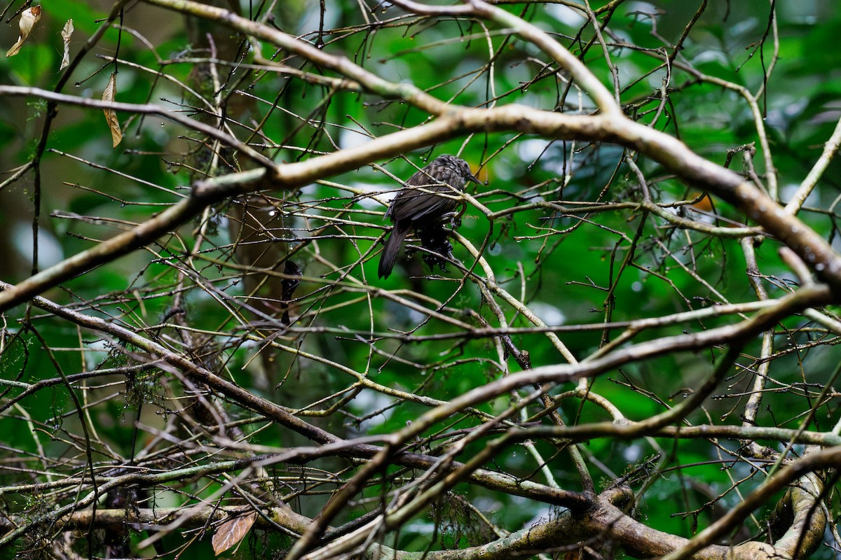 Annam Limestone Babbler - ML646240617