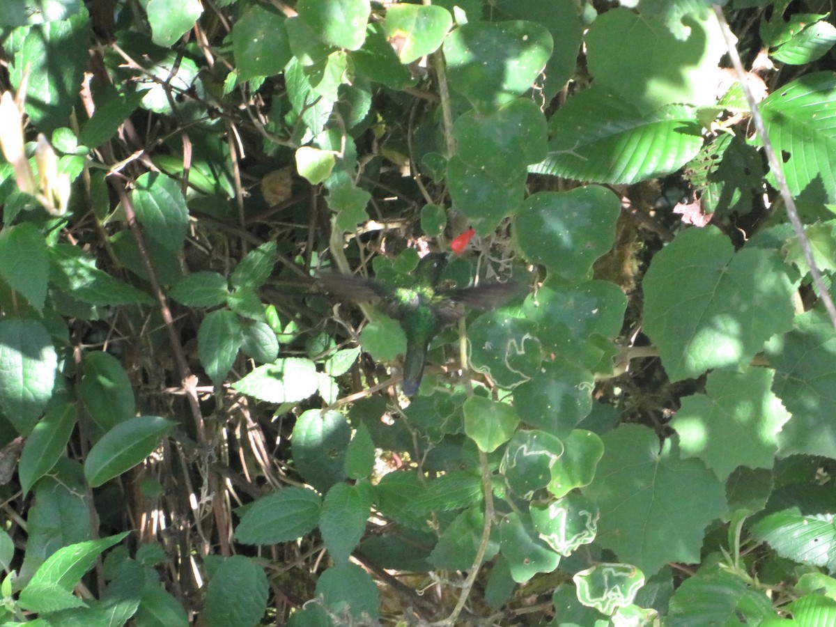 Tourmaline Sunangel - ML646240618