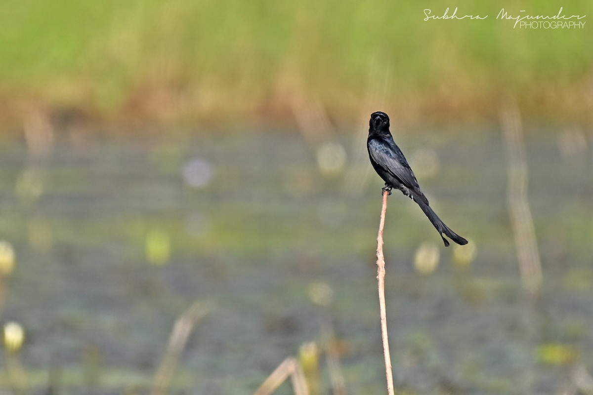 Black Drongo - ML646240619
