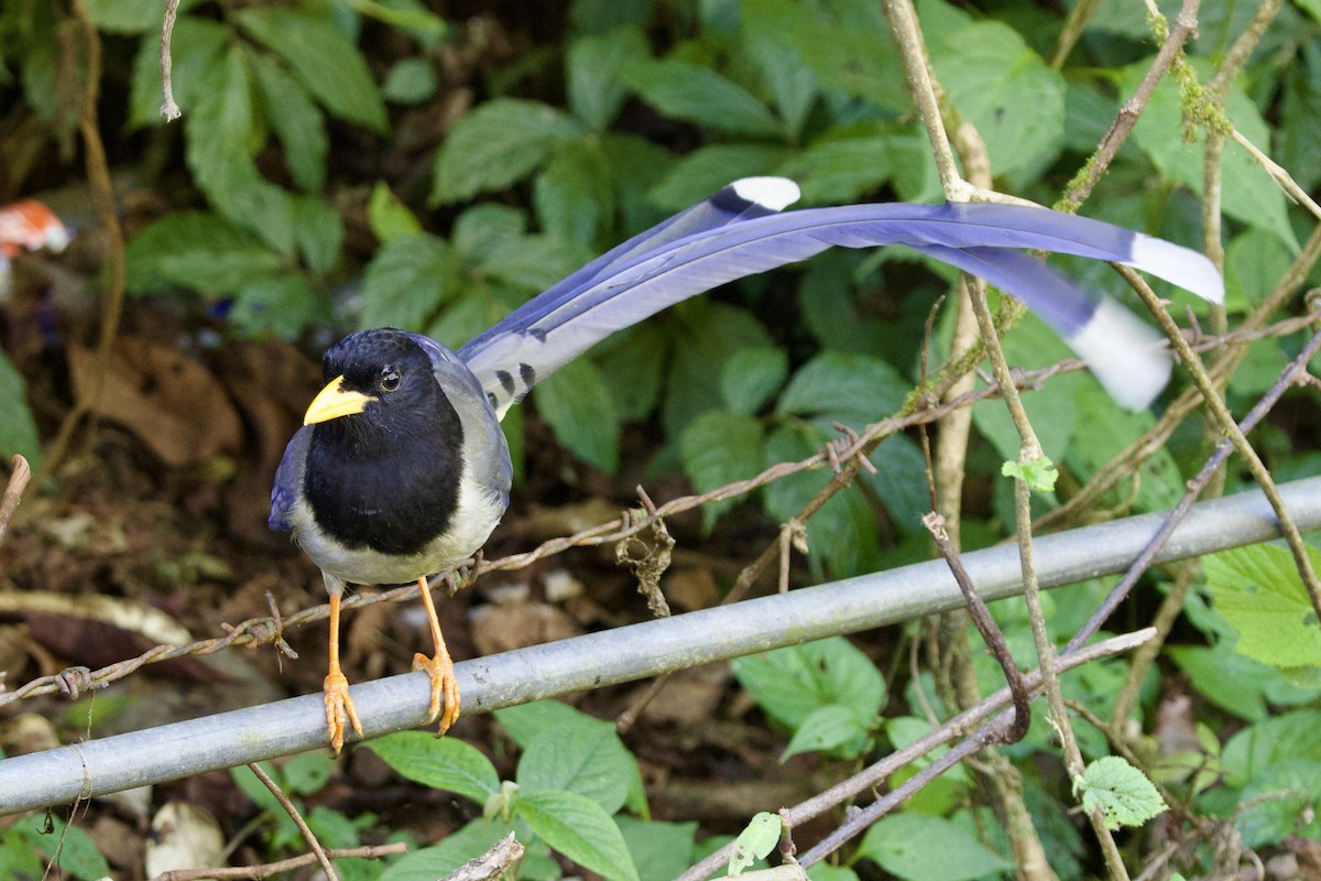 Yellow-billed Blue-Magpie - ML646240621