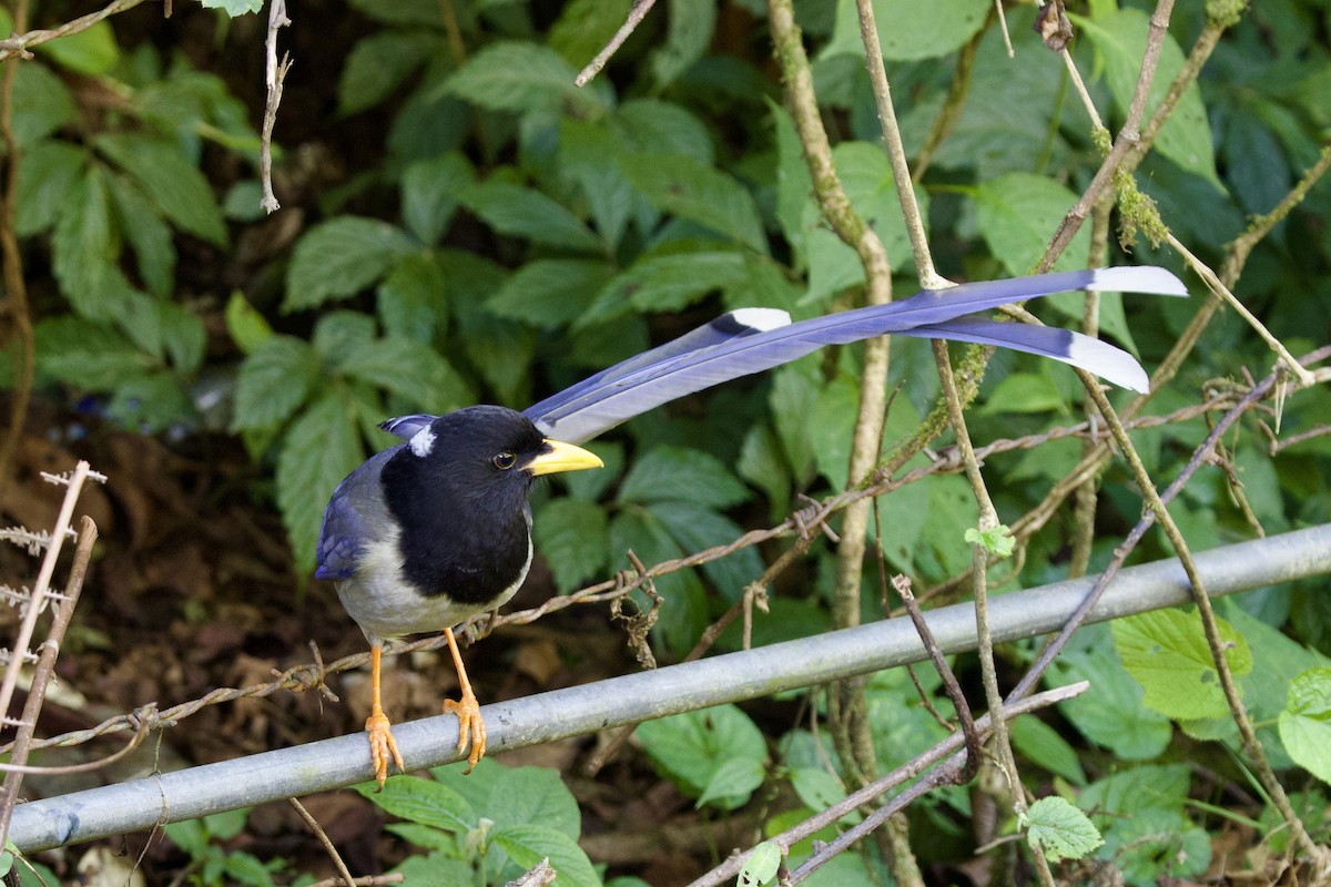 Yellow-billed Blue-Magpie - ML646240622
