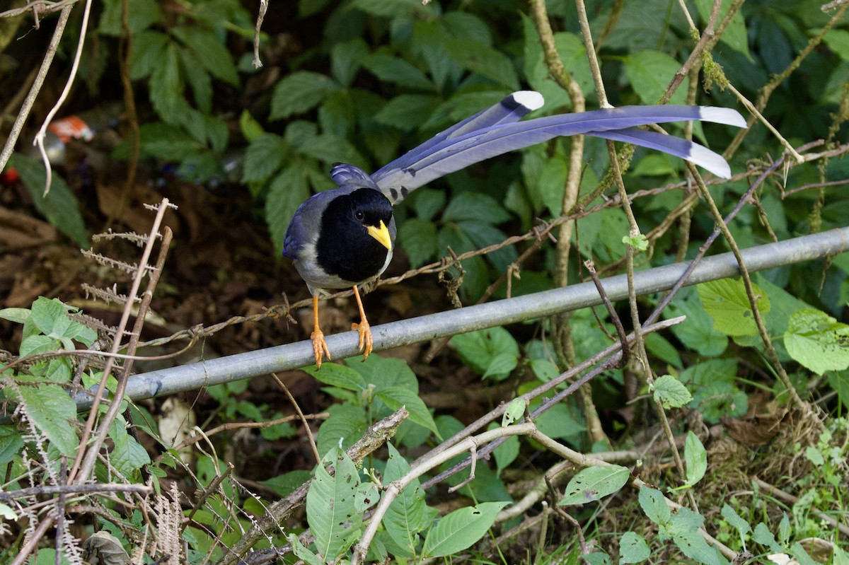 Yellow-billed Blue-Magpie - ML646240623