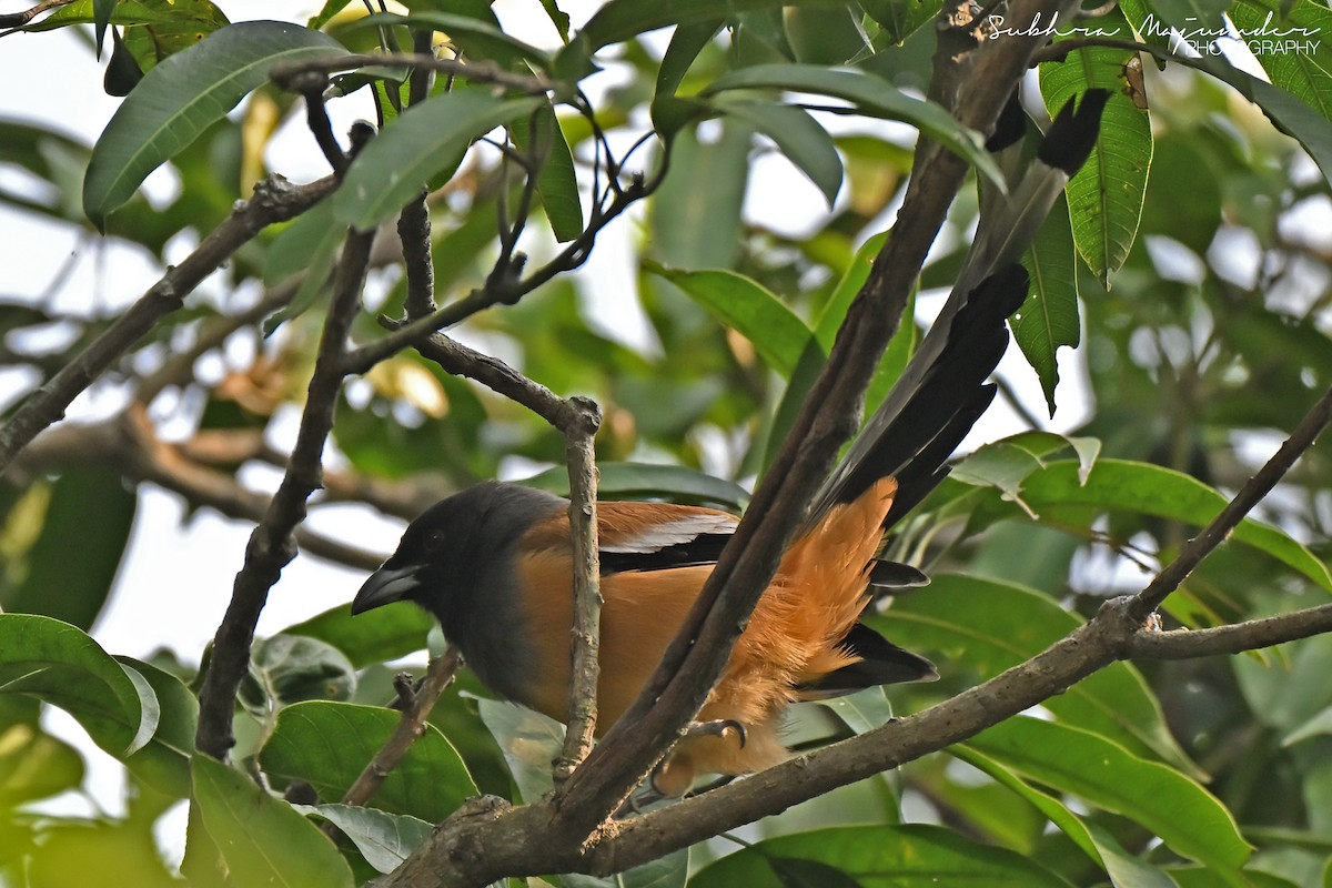 Rufous Treepie - ML646240629