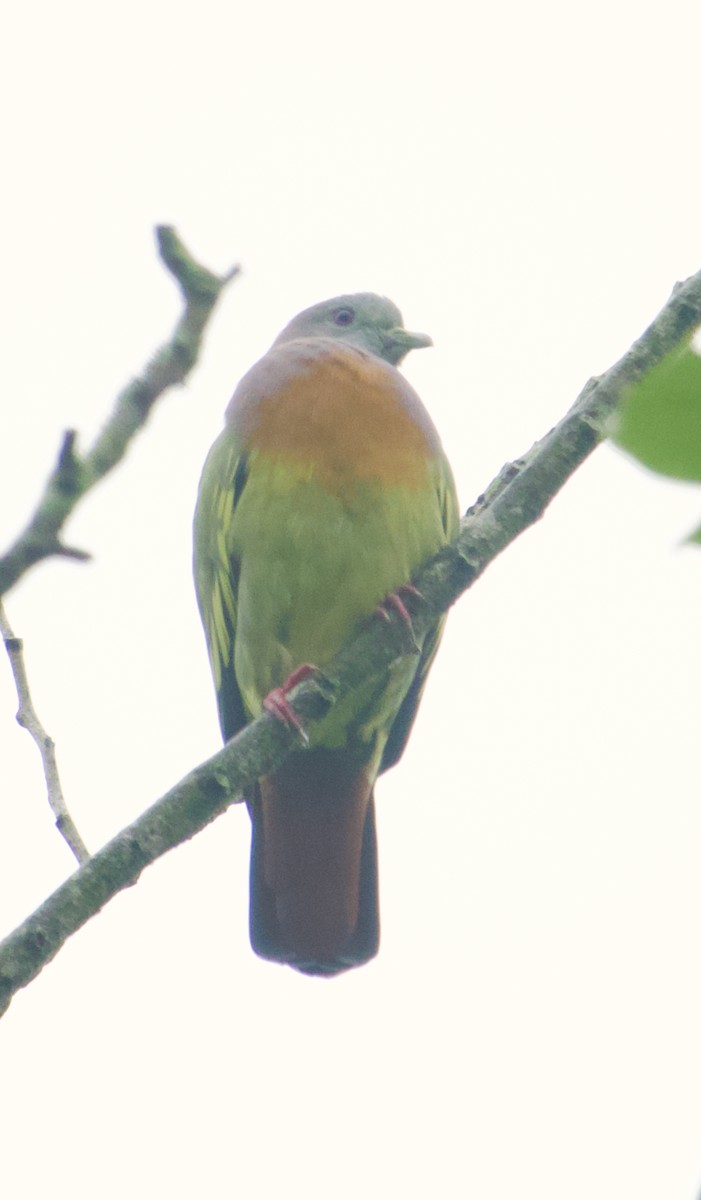 Pink-necked Green-Pigeon - ML646240632