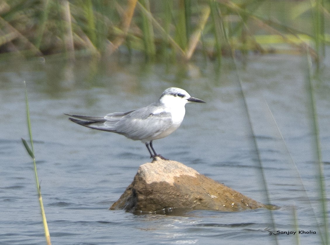 Whiskered Tern - ML646240634