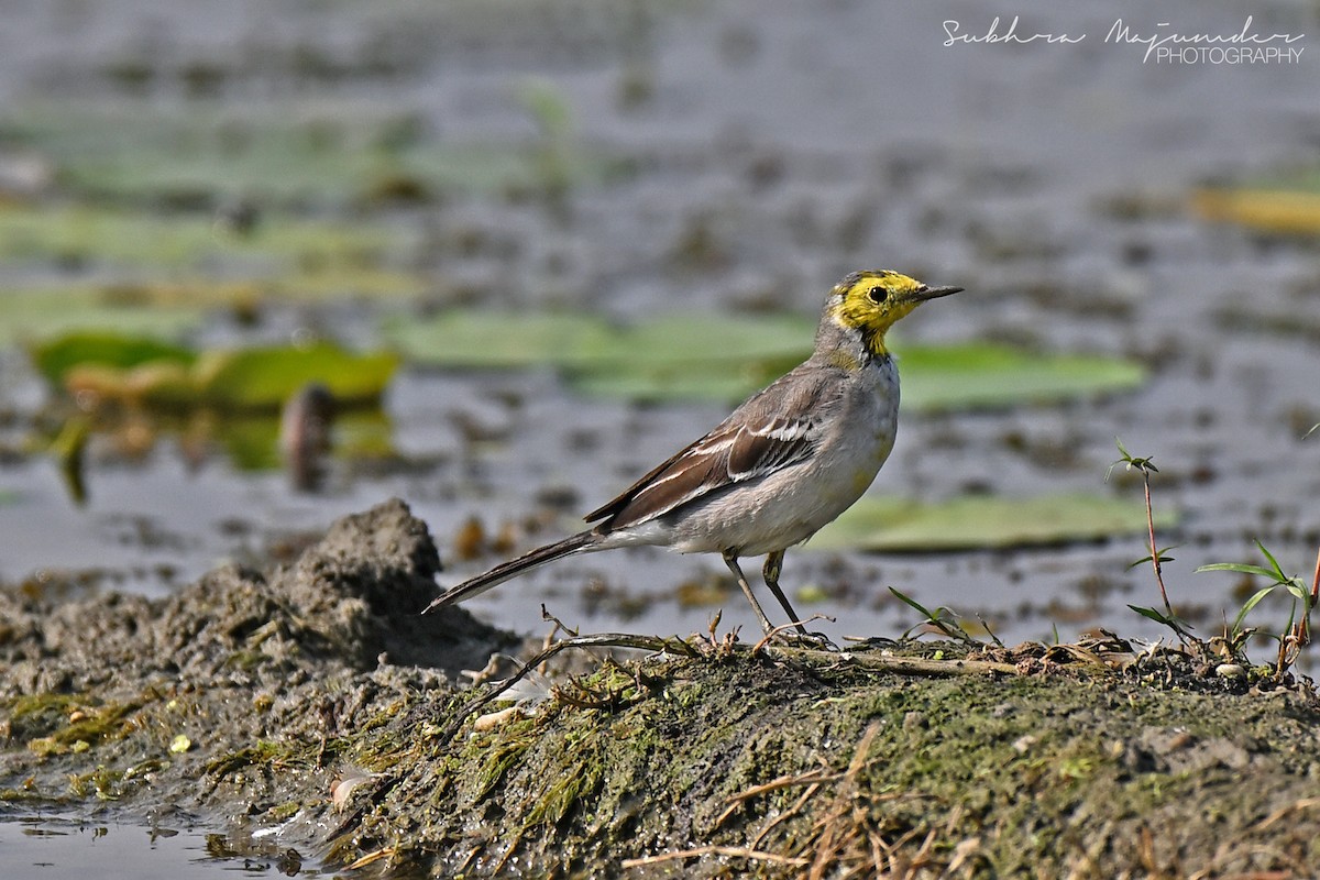 黃頭鶺鴒 - ML646240635