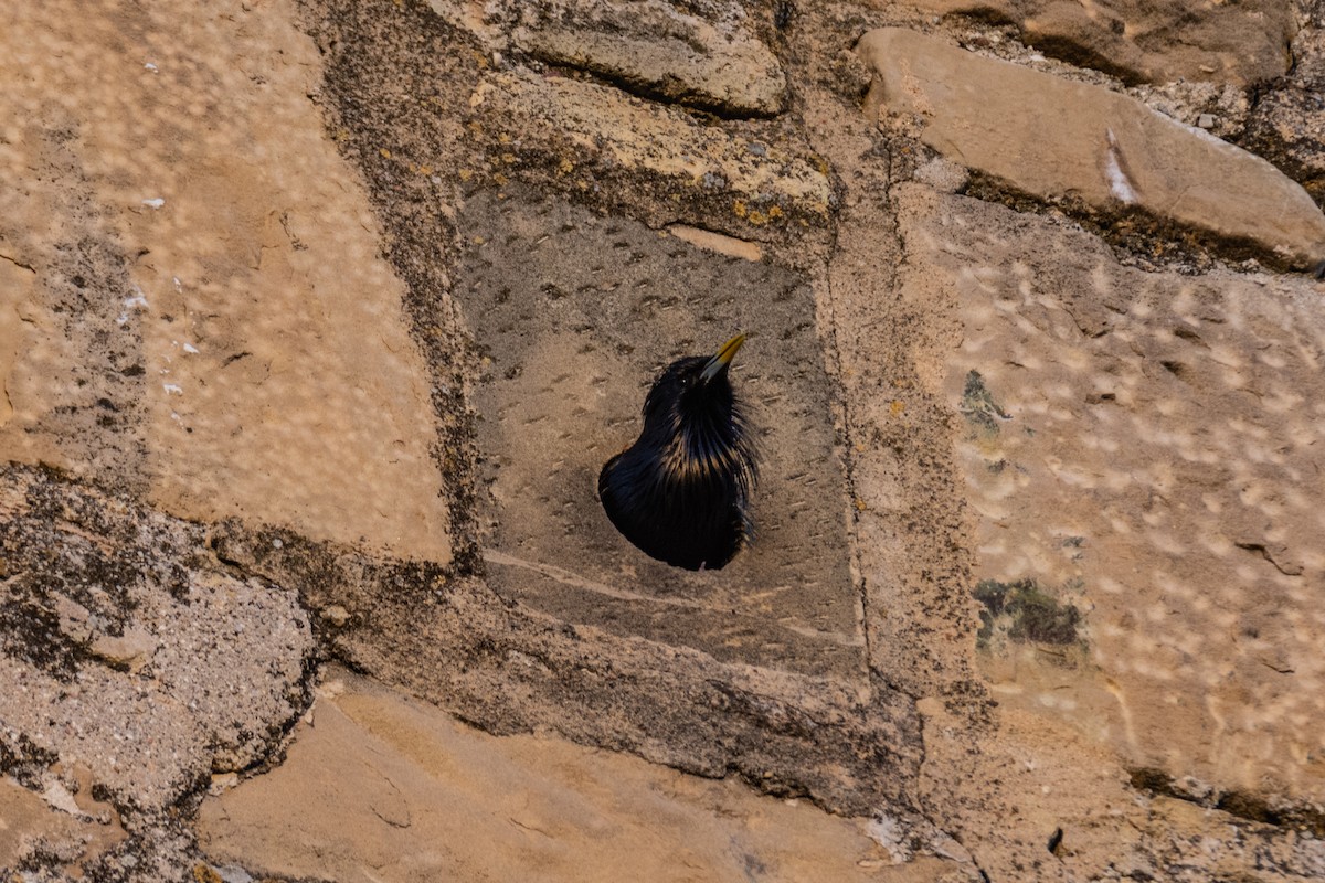 Étourneau unicolore - ML646240640