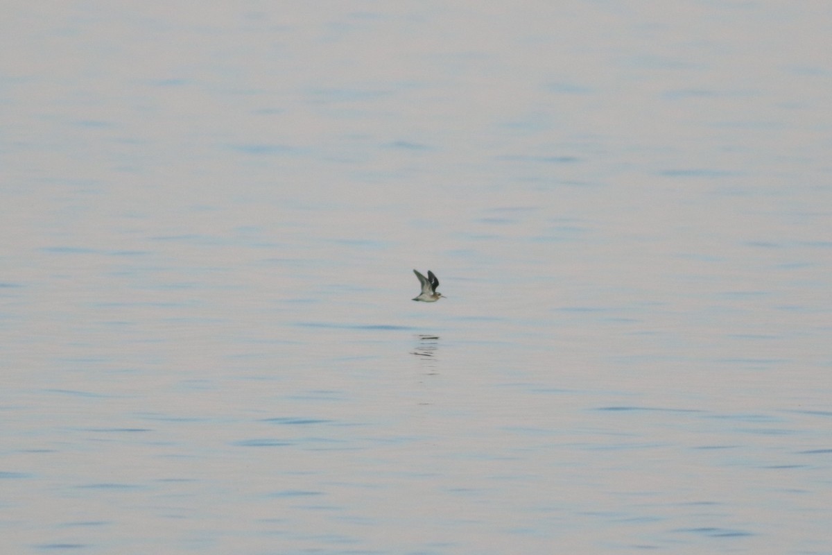 שחיינית צרת-מקור - ML646240642