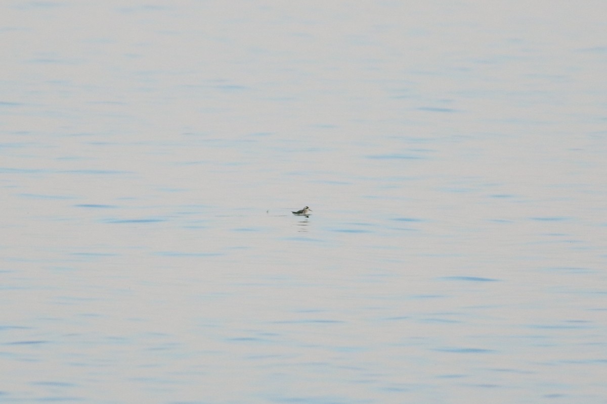 שחיינית צרת-מקור - ML646240644