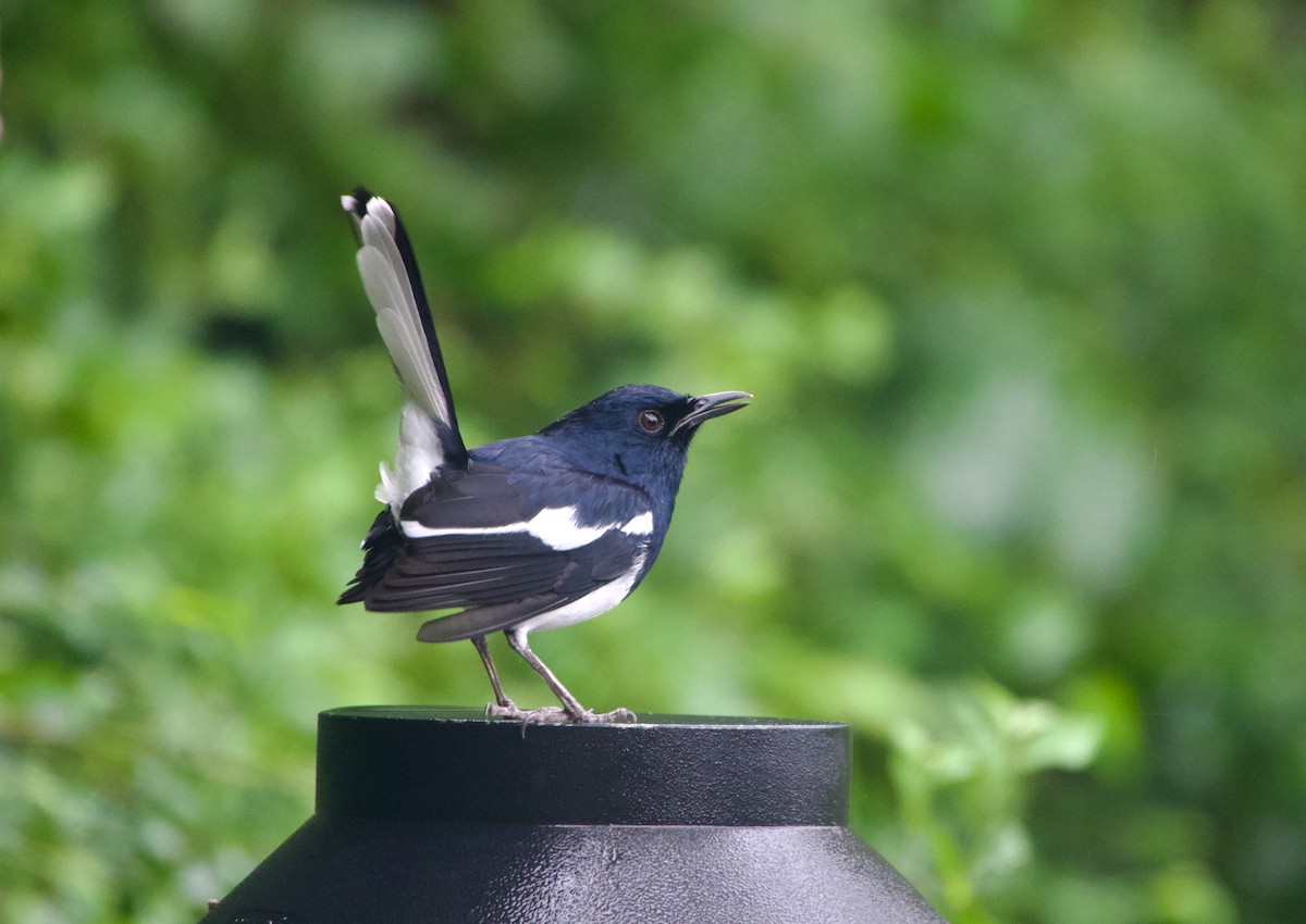 Oriental Magpie-Robin - ML646240646