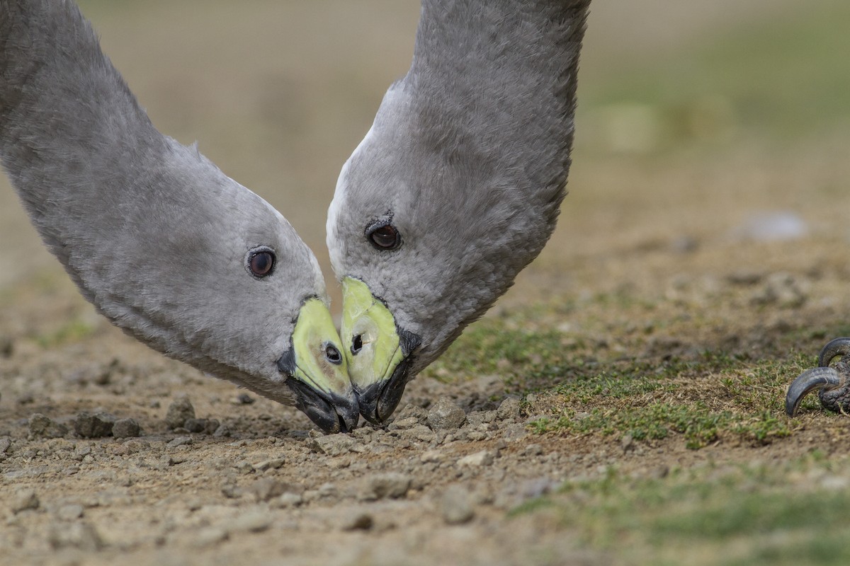 Cape Barren Goose - ML646240647