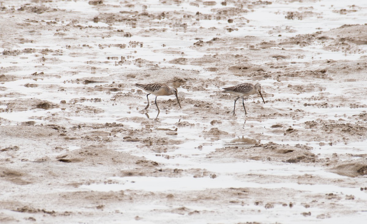 Asian Dowitcher - ML646240652