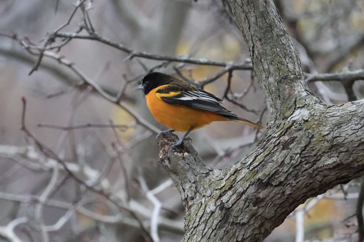 Балтиморский трупиал - ML646240653