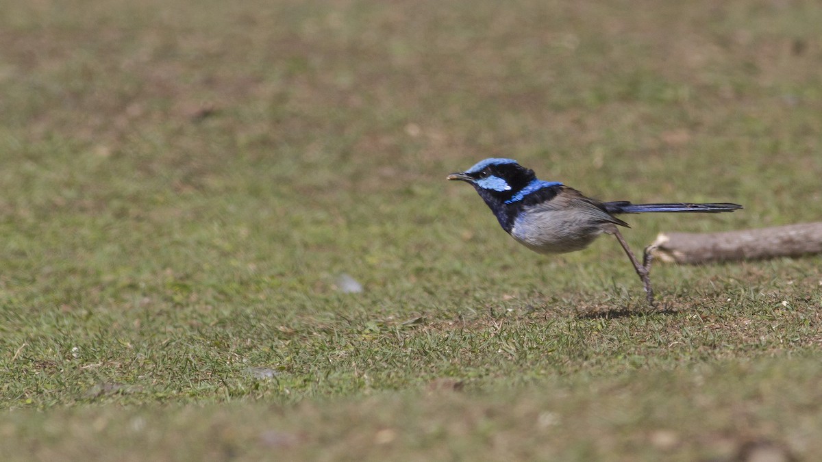 Superb Fairywren - ML646240654