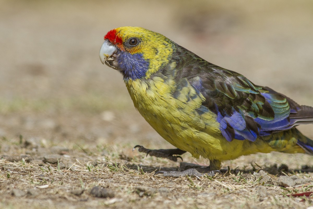 Green Rosella - ML646240655