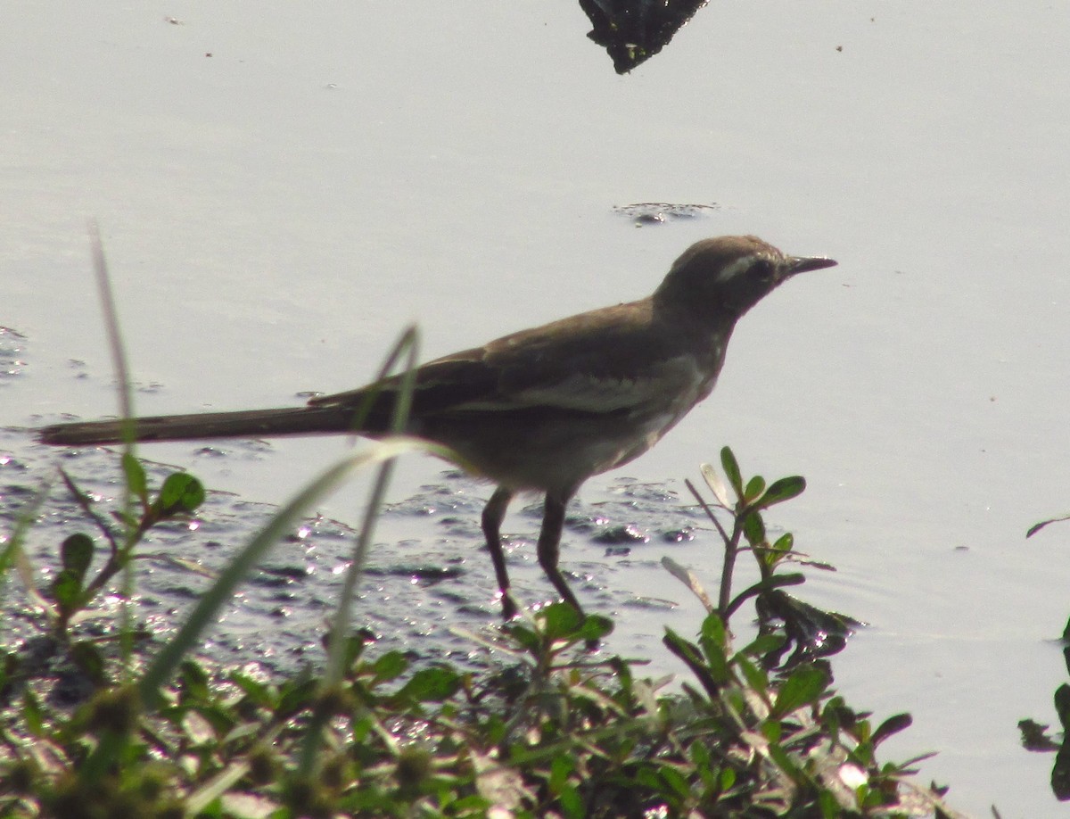 White-browed Wagtail - ML646240656