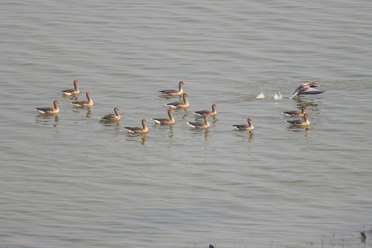 grågås - ML646240657