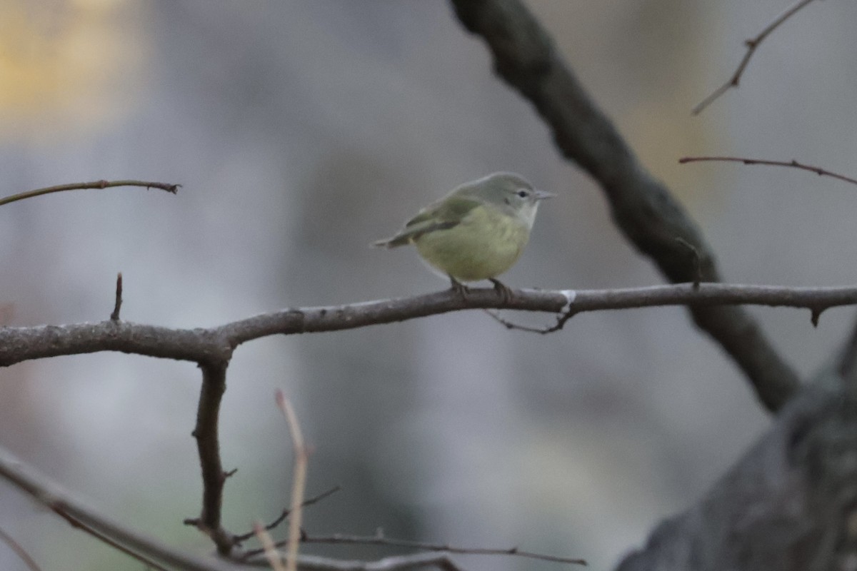 Orange-crowned Warbler - ML646240658