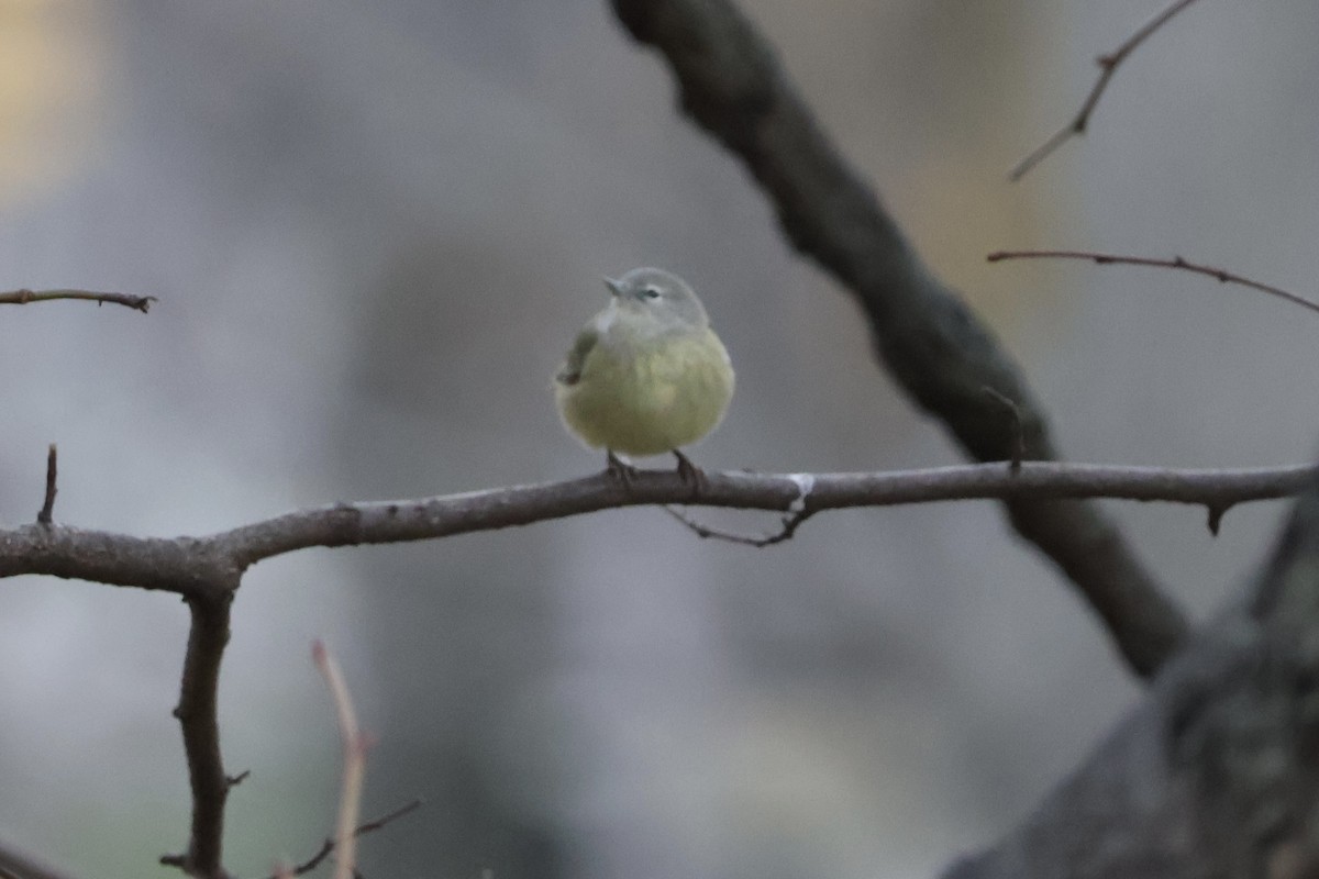 Orange-crowned Warbler - ML646240659