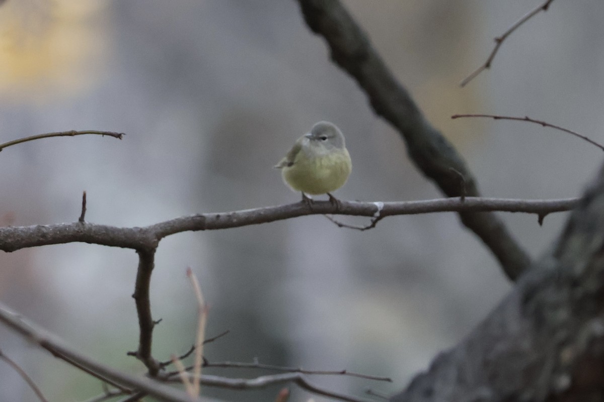 Orange-crowned Warbler - ML646240660