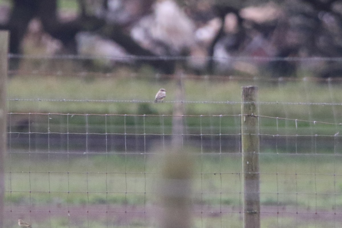 Vermilion Flycatcher - ML646240663