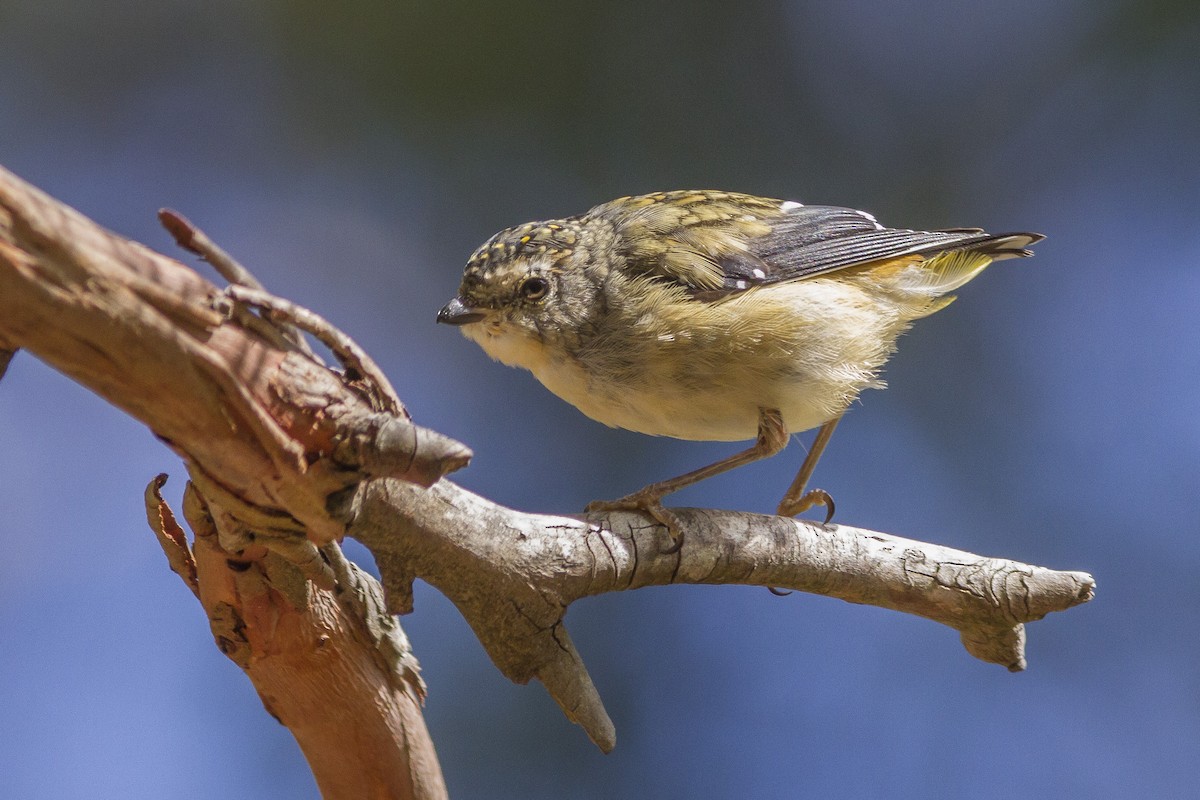 Spotted Pardalote - ML646240666