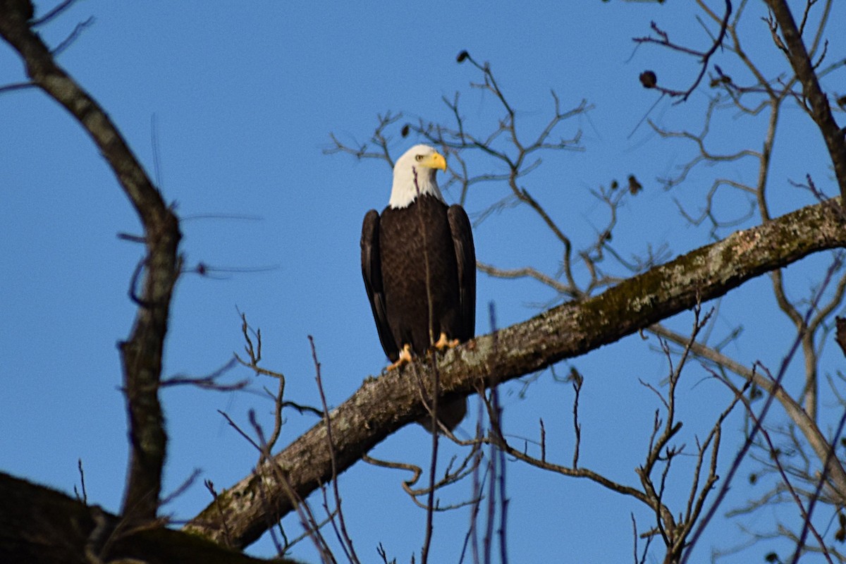 Bald Eagle - ML646240667