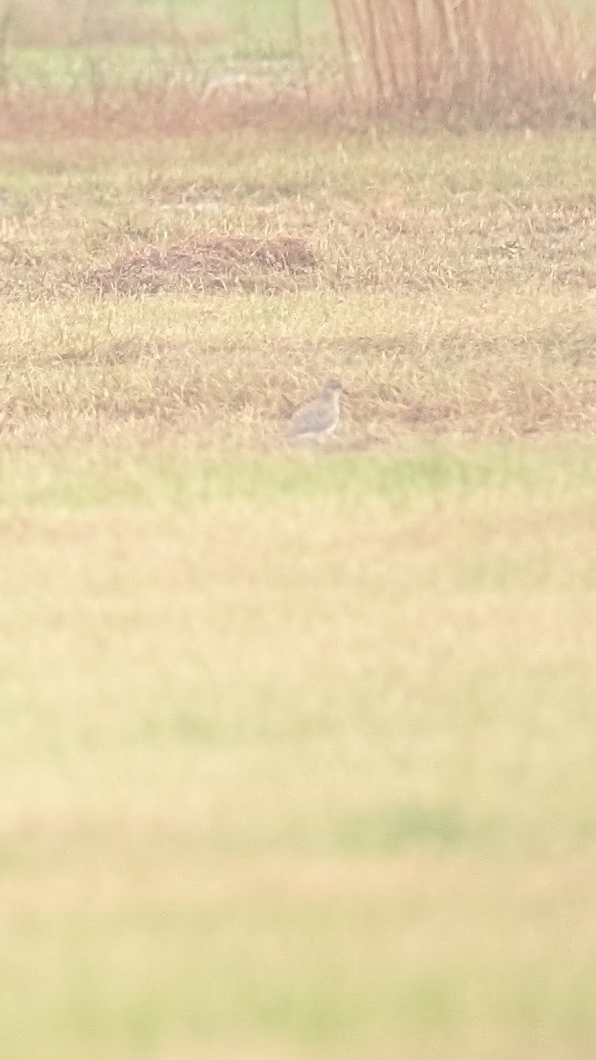 Black-bellied Plover - ML646240669