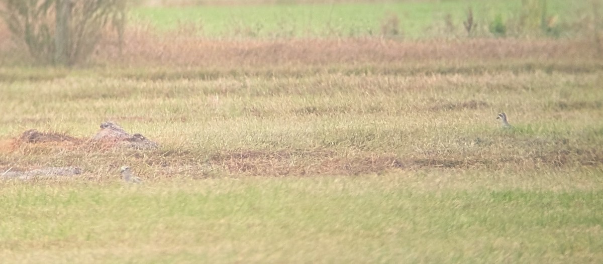 Black-bellied Plover - ML646240670
