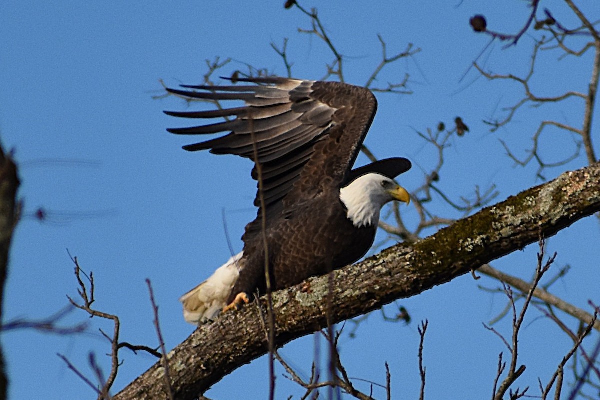 Bald Eagle - ML646240672