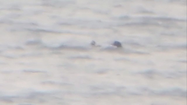 Мөнгөлөг шунгаахай - ML646240678