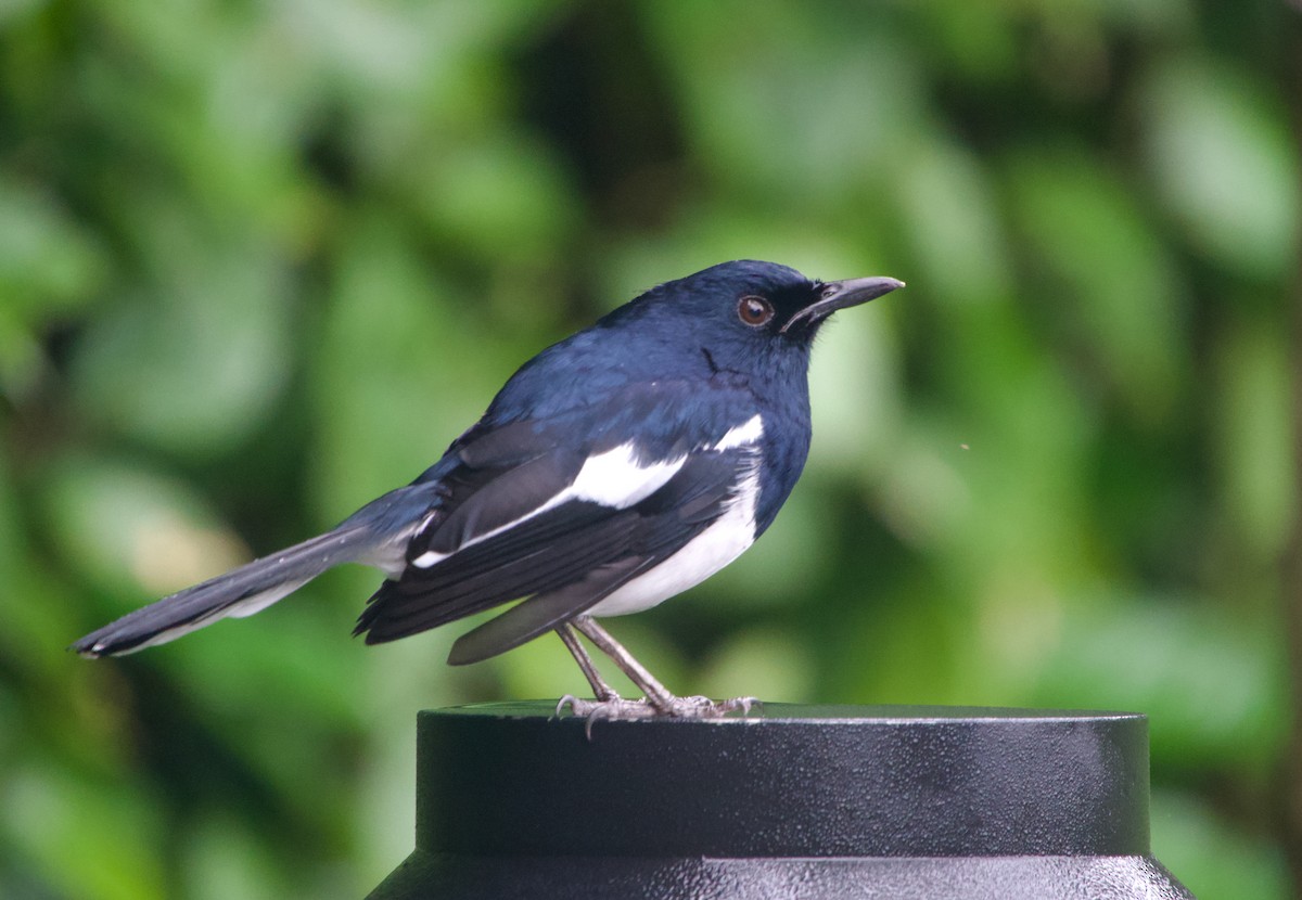 Oriental Magpie-Robin - ML646240679
