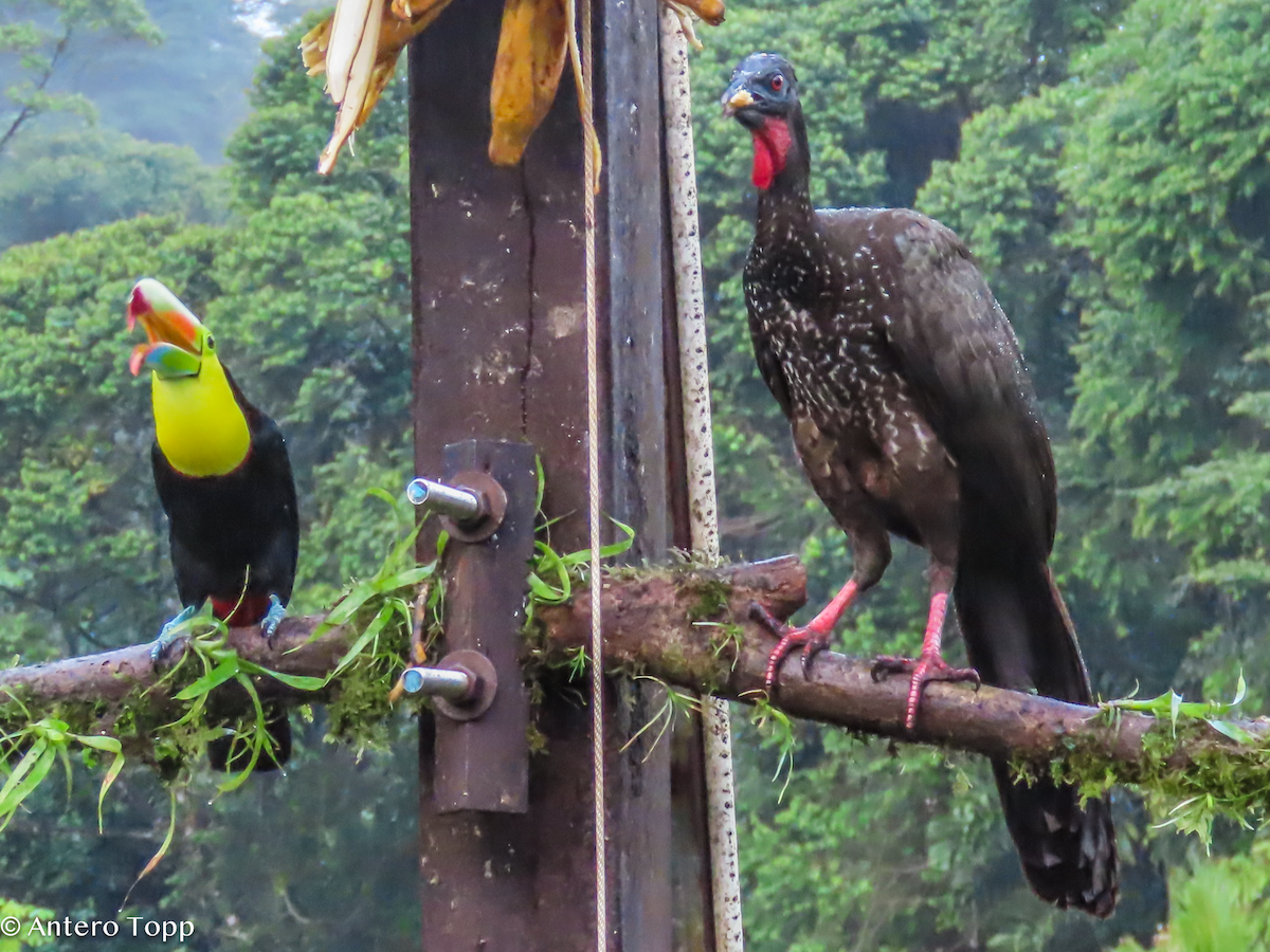 Радужный тукан - ML646240684