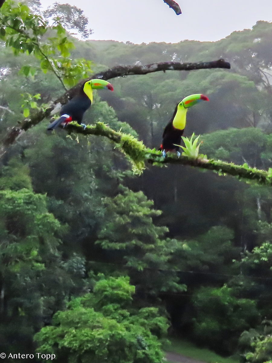 Радужный тукан - ML646240686