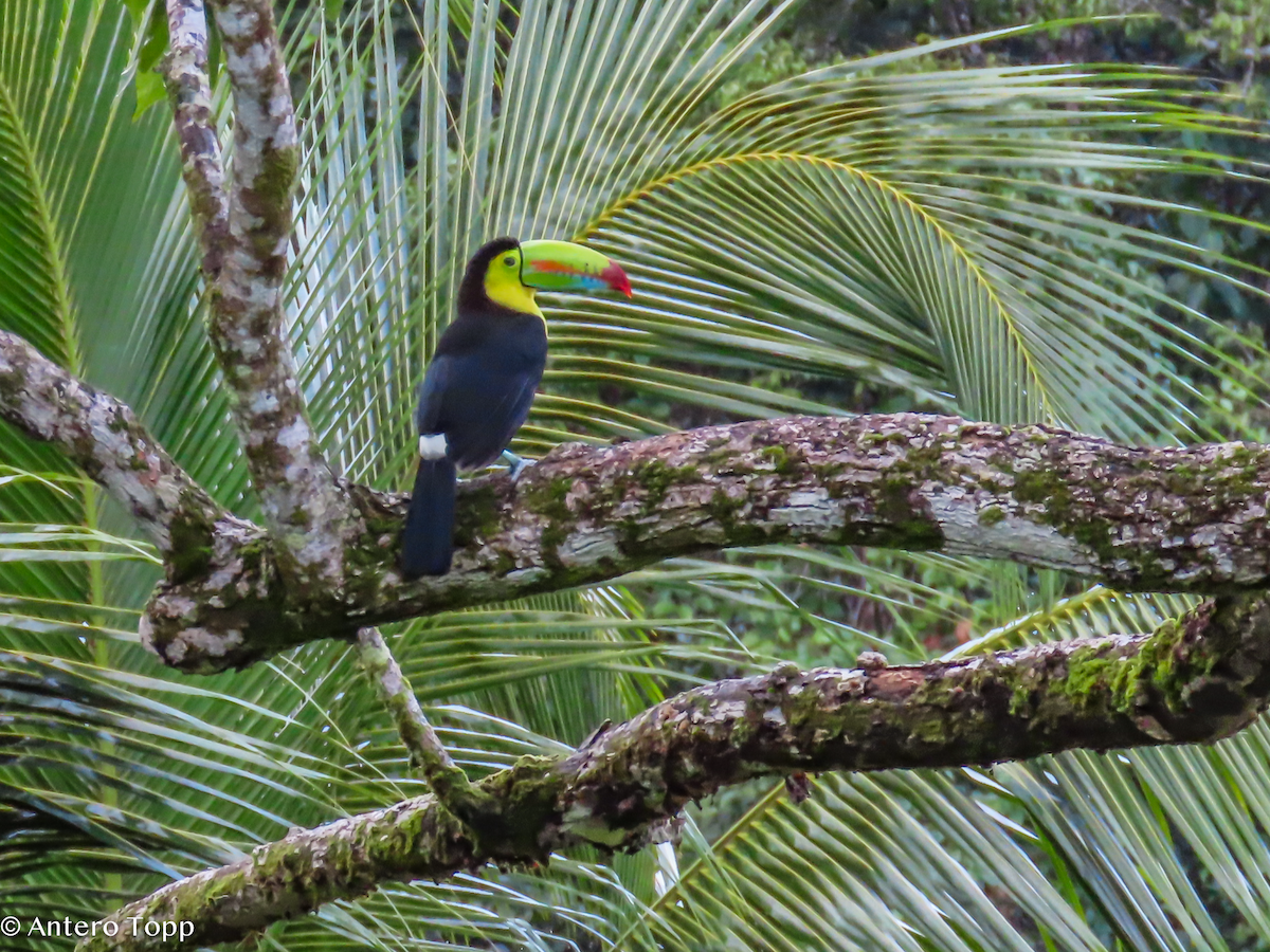 Радужный тукан - ML646240687