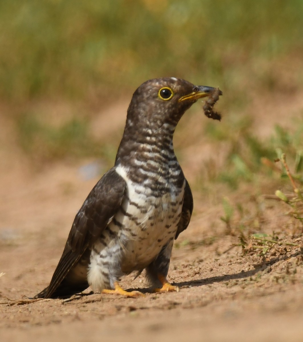 Lesser Cuckoo - ML646240692