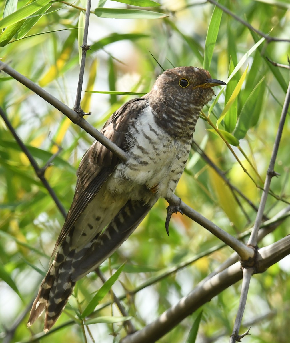Lesser Cuckoo - ML646240695