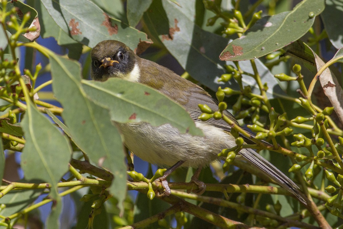 Black-headed Honeyeater - ML646240696