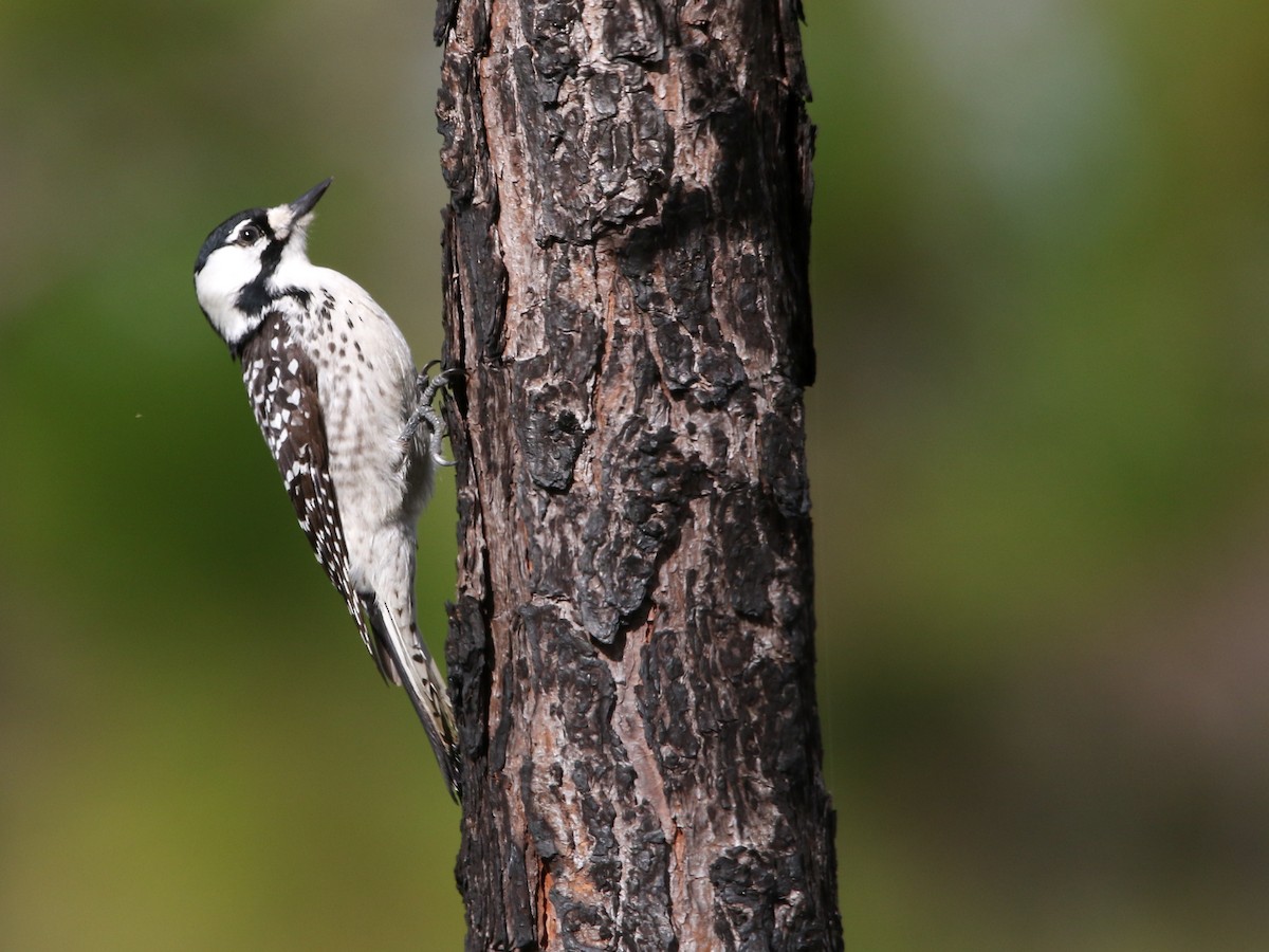 strakapoud kokardový - ML646240700