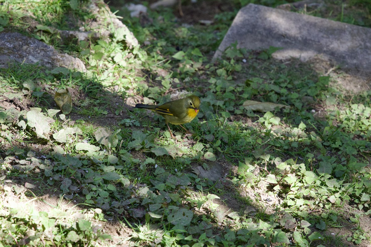 mesie čínská - ML646240702