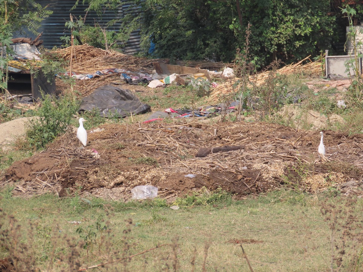 volavka dobytčí - ML646240703